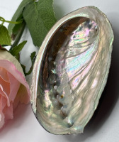 Abalone Shell Dish Incense Burner for Sage Trinket Jewelry Holder Diaplay Approximately 2.7-5.54 inch