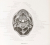 Vintage 1930 "A Cross-Section Anatomy by Eycleshymer & Shoemaker - Oversized Hardcover Book - 4