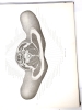 Vintage 1930 "A Cross-Section Anatomy by Eycleshymer & Shoemaker - Oversized Hardcover Book - 5