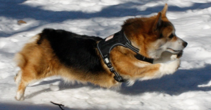 New Tactical Dog Harness sz Med by Auroth