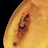145 - 66 Million Year Old Insect Trapped in Amber Cretaceous The Final Dinosaur Era 3rd Period of Mesozoic Era Polished Amber 28mm x 8mm 0.30g Prehistoric Insect Trappef Inside plus other Insects Remains s specimen