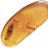145 - 66 Million Year Old Insect Trapped in Amber Cretaceous The Final Dinosaur Era 3rd Period of Mesozoic Era Polished Amber 28mm x 8mm 0.30g Prehistoric Insect Trappef Inside plus other Insects Remains s specimen - 2