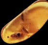 145 - 66 Million Year Old Insect Trapped in Amber Cretaceous The Final Dinosaur Era 3rd Period of Mesozoic Era Polished Amber 28mm x 8mm 0.30g Prehistoric Insect Trappef Inside plus other Insects Remains s specimen - 3