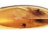 145 - 66 Million Year Old Insect Trapped in Amber Cretaceous The Final Dinosaur Era 3rd Period of Mesozoic Era Polished Amber 28mm x 8mm 0.30g Prehistoric Insect Trappef Inside plus other Insects Remains s specimen - 4