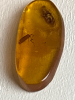 145 - 66 Million Year Old Insect Trapped in Amber Cretaceous The Final Dinosaur Era 3rd Period of Mesozoic Era Polished Amber 28mm x 8mm 0.30g Prehistoric Insect Trappef Inside plus other Insects Remains s specimen - 5