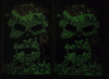DC Comics (1992-97) The Spectre No.1 - No.10 Consecutive Run , 11 Comics . All in Fine or Better Ungraded Condition . Two (2) Glow-in-the-dark Issue #1 . - 3