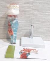 New 5pc Larynx Model w/ Stand | Model Measures 8" Tall without Stand