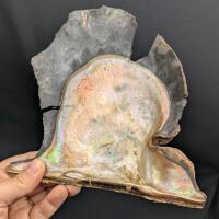 WOW! Large Mother of Pearl Shell Half, 7.25" &times; 6.5"