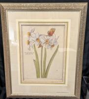 Vintage Framed Narcissus Print. 23" by 28" with frame