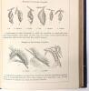2 Antique DOCENDUM ET DOCENDUM Hardcover Texts : [1877] Life of Nelson by Southey (With 1800s Blackheat Proprietary Prize for "Divinity") & Undated BRITISH BUTTERFLIES by Newman - 10