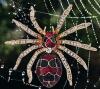 Elegant Spider Brooch Luxurious Alloy with Red & Black Inlay Accents, Sparkling Rhinestones Approximately 2.4 x 2&rsquo;&rsquo; stock photo added - 2