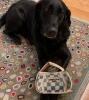 New Durable Plaid Pet Handbag Plush Embroidered Design Perfect for All Breeds Soft Chew Toy Approximately 7.5 x 7&rsquo;&rsquo; Stock photos added CHEWY VUITON PARIS Adorable - 2