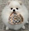 New Durable Plaid Pet Handbag Plush Embroidered Design Perfect for All Breeds Soft Chew Toy Approximately 7.5 x 7&rsquo;&rsquo; Stock photos added CHEWY VUITON PARIS Adorable - 3