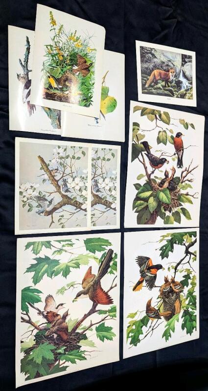 9 Vintage Animal Lithographs & Glossy Prints Up To 13" &times; 17"