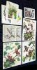 9 Vintage Animal Lithographs & Glossy Prints Up To 13" &times; 17"