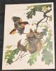9 Vintage Animal Lithographs & Glossy Prints Up To 13" &times; 17" - 2