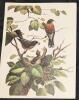 9 Vintage Animal Lithographs & Glossy Prints Up To 13" &times; 17" - 3