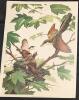 9 Vintage Animal Lithographs & Glossy Prints Up To 13" &times; 17" - 4