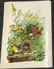 9 Vintage Animal Lithographs & Glossy Prints Up To 13" &times; 17" - 8