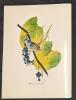 9 Vintage Animal Lithographs & Glossy Prints Up To 13" &times; 17" - 9
