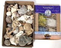 Supermoss Beach Terrarium Kit (Partial) & Assorted Shells For Crafting & Decorating (Some Shells Broken)