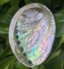 Aromatherapy Sticks 50 White Sage Aromatherapy Sticks 8.66 Inches, Suitable for Yoga and Meditation Purify the Mind, Eliminate Negative Energy / 4&rsquo;&rsquo; Abalone Shell Incense Burner - 3