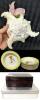 11 Vintage W.H. GRINDLEY England Petalware 8" Bowls, No Chips or Cracks, Large Kitschy Real Chicoreus Conch Shell With Faux Lotus Flower Centerpiece, Gunther Mele Wood Jewelry Box (Musty) & Large American Beauty Zippered Case 13" &times; 8.75" &times; 3.25"