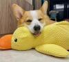 New Large Chew-Resistant Plush Duck Dog Toy - Soft, Chew Proof Companion with Bright Yellow Duck Design, Safe Chewable Puppy Toy Cuddly Companion for Solo Play or Cuddling - Ideal for Pomeranians, Chihuahuas, Shih Tzus approximately 9.85 x 8.65&rsquo;&rsquo; stock ph - 2