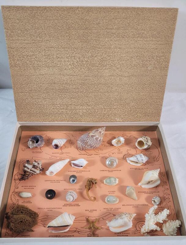 Vintage Marine Curios Marine Life Sea Shell Collection in Original Box .