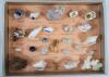 Vintage Marine Curios Marine Life Sea Shell Collection in Original Box . - 2