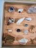 Vintage Marine Curios Marine Life Sea Shell Collection in Original Box . - 3