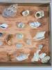 Vintage Marine Curios Marine Life Sea Shell Collection in Original Box . - 4