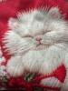 New Women&rsquo;s Size XXL Cute Kitten Print Festive Cat Sweater T-Shirt - Red & White Paws & Bows Long Sleeve Round Neck Machine Washable 100% Polyester Stock photos added - 6