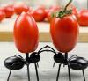 New Quirky 24 Piece Ant-Shaped Fruit Forks, Durable ABS Quality Resin Craftsmanship Great on Island or Table with Marshmallows or any Servings stock photo added approximately 2 x 1.5&rsquo;&rsquo; see description - 2