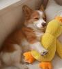 New Durable Plush Squeaker Duck Dog Chew Toy Soft Chew-Resistant Stuffed Duck for Puppies & Adult Dogs, Safe approximately 9.75&rsquo;&rsquo; stock photos added - 2