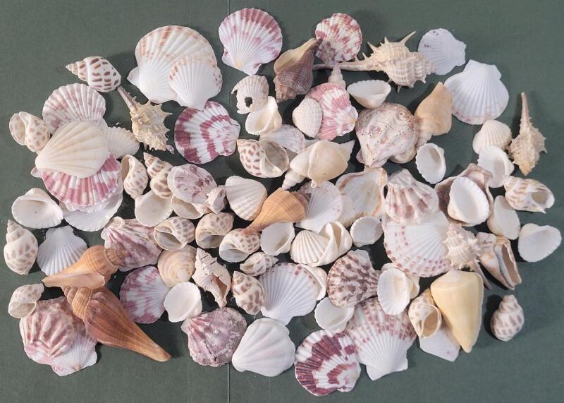 New - 40+ Small Crafting Seashells .