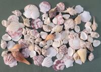 New - 40+ Small Crafting Seashells .