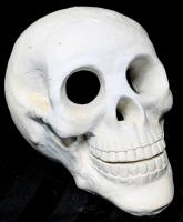 Neat Large 3D Chalkware Skull, 6.25" Tall