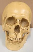 New Skull Outdoor Lawn Statue
