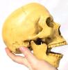 New Realistic Nearly Life-Size Human Skull With Jaw - 2