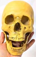 New In-Box Grinning Human Skull Statue