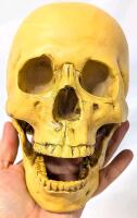 New Realistic Nearly Life-Size Human Skull With Jaw