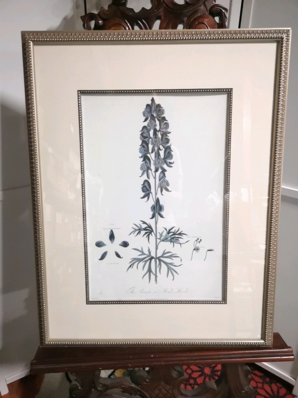 Vintage Framed Print - The Aconite or Monk's Hood