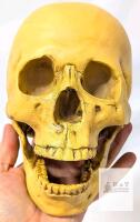 New Realistic Nearly Life-Size Human Skull With Jaw
