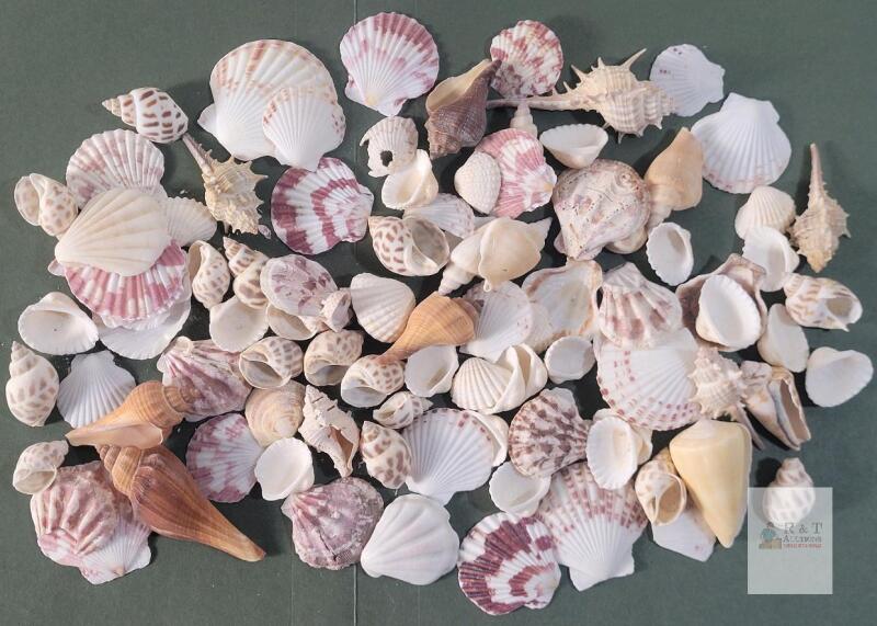 New - 40+ Small Crafting Seashells .