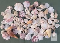 New - 40+ Small Crafting Seashells .