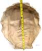 Large 16" Long Greek Head, Lightweight Fibreglass Decor, Very Surrealist! - 2