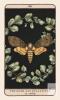 New Woodland Wardens: 52-Card Oracle Deck & Guidebook by Jessica Roux - 3