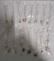 New 15 Fashion Jewellery Shell Necklaces in Goldtone