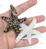 3 New Starfish Sea Star Hair Barrettes, 2&times; Tortoiseshell, 1&times; Iridescent, 3" Across - 3